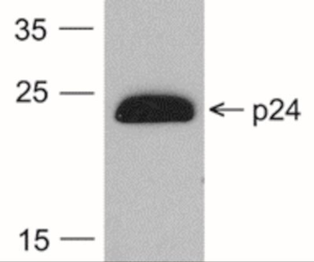 Western Blot: HIV-1 p24 Antibody (7F4) [NBP2-41339] - Analysis using the HRP conjugate of NBP2-41339. Detection of 20 ng of HIV-1 p24 protein with PM-6585-HRP at 0.2 ug/mL.