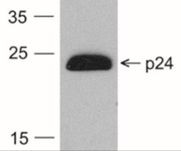 Western Blot: HIV-1 p24 Antibody (7F4) [NBP2-41339] - Analysis using the HRP conjugate of NBP2-41339. Detection of 20 ng of HIV-1 p24 protein with PM-6585-HRP at 0.2 ug/mL.