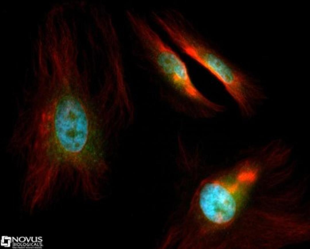 Immunocytochemistry/Immunofluorescence: 58K Golgi Protein Antibody (58K-9) [NB600-412] - 58k golgi protein antibody was tested at 1:50 in HeLa cells with FITC (green). Nuclei and actin were counterstained with Dapi (blue) and tubulin (red).