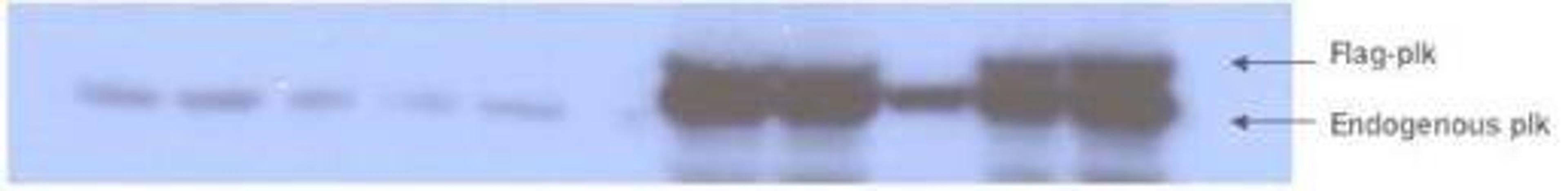 Western blot analysis of HeLa cell lysates using Plk1 (phospho-T210) antibody