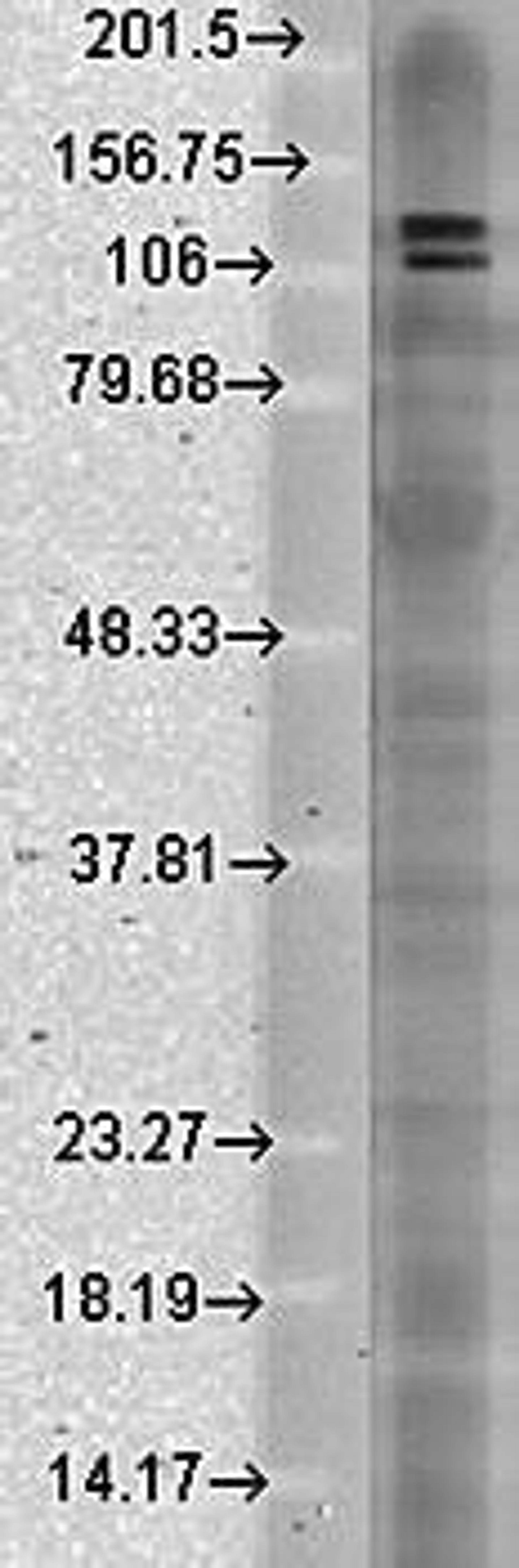 Western blot analysis of rat brain membrane lysates using SAPAP antibody