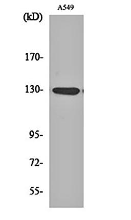 Western blot analysis of A549 cell lysates using JAK1 (phospho-Y1022) antibody