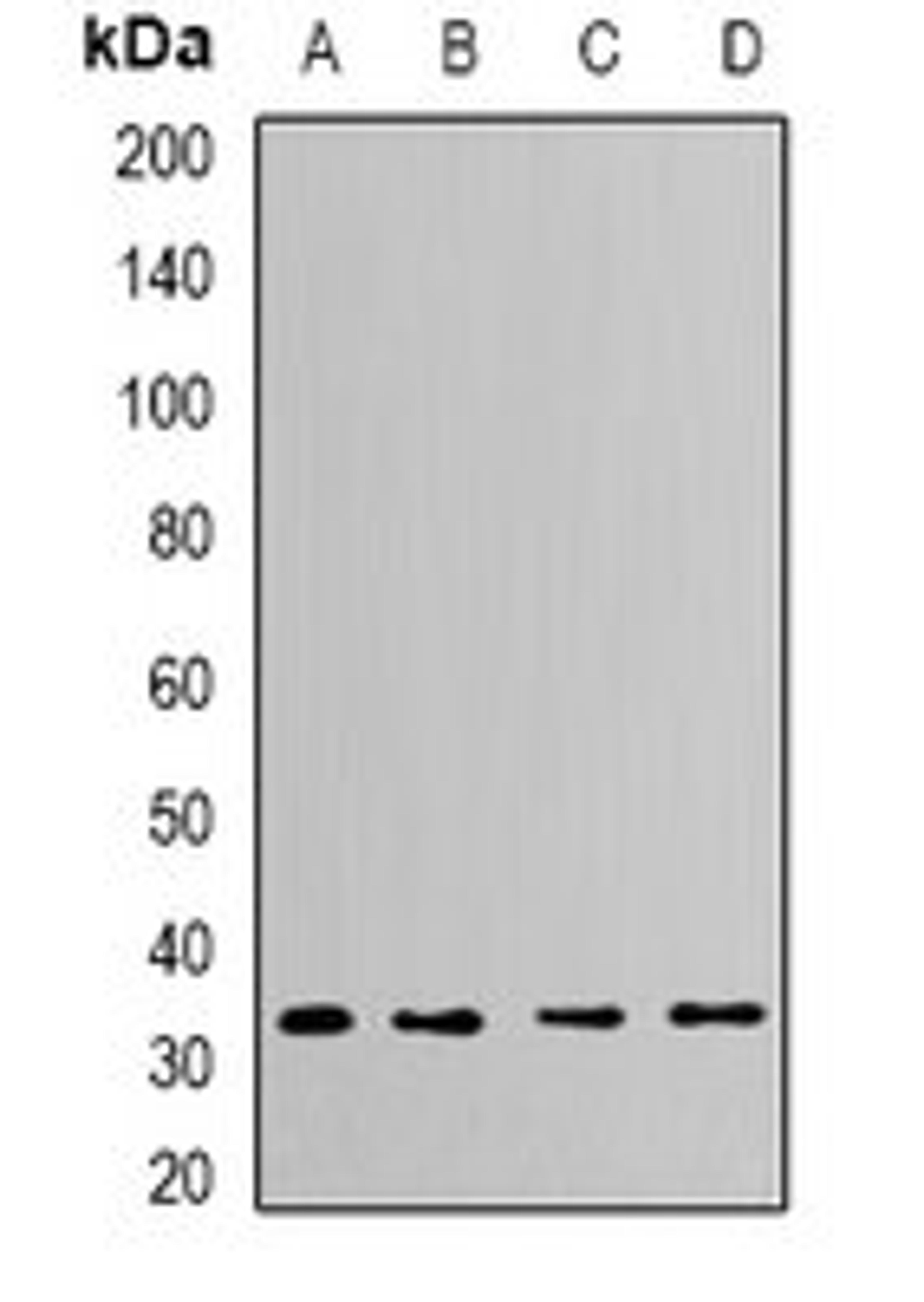 Western blot analysis of Hela (Lane1), THP1 (Lane2), mouse brain (Lane3), mouse heart (Lane4) whole cell lysates using CAPZA2 antibody