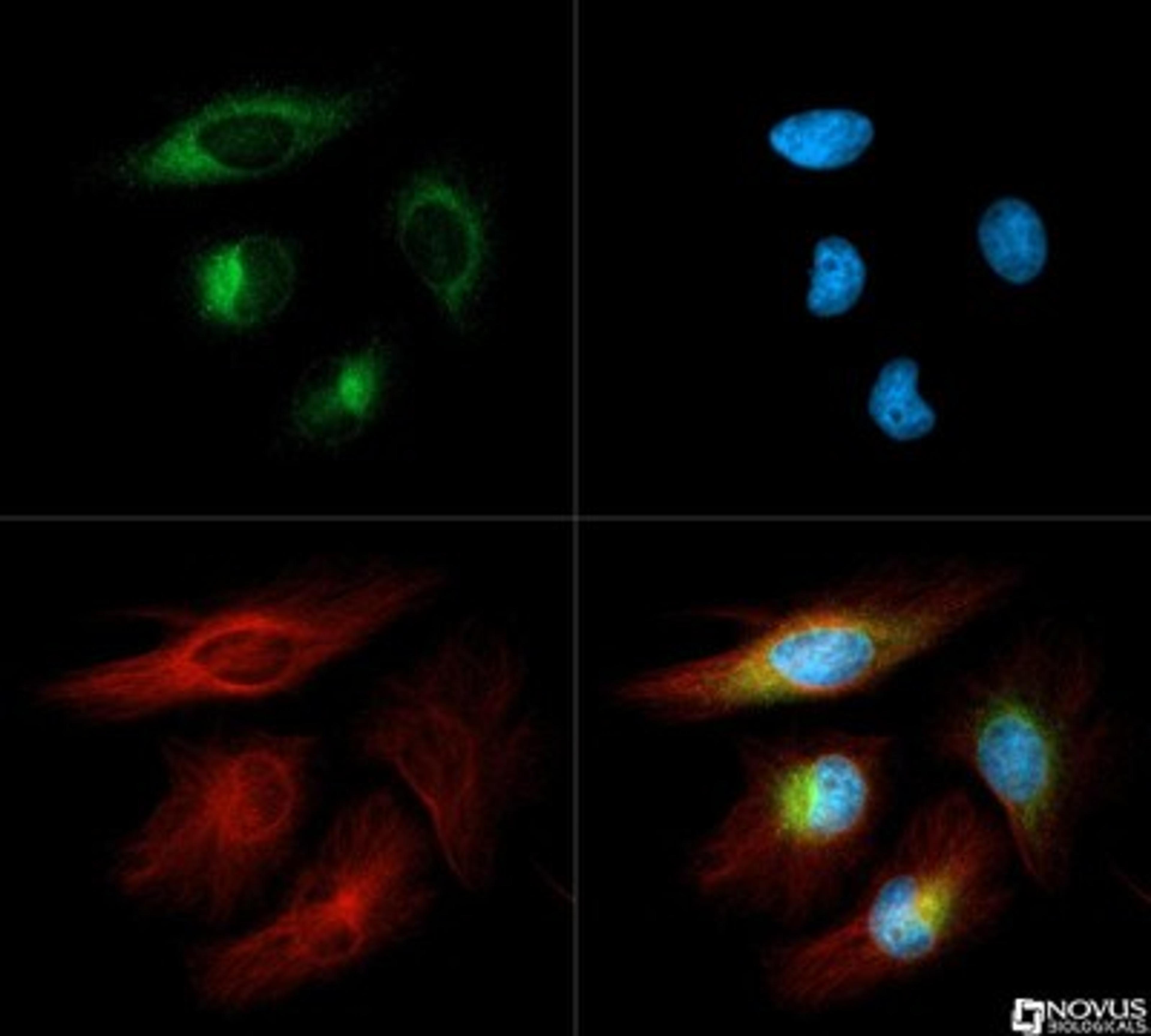 Immunocytochemistry/Immunofluorescence: Derlin 1 Antibody [NB100-448] - Derlin-1 antibody was tested in HeLa cells with Dylight 488 (green). Nuclei and alpha-tubulin were counterstained with DAPI (blue) and Dylight 550 (red).