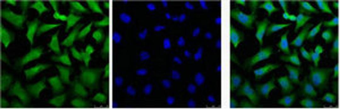 IF analysis of Hela, and DAPI (Right) diluted at 1:100.