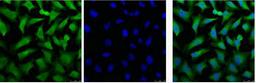 IF analysis of Hela, and DAPI (Right) diluted at 1:100.