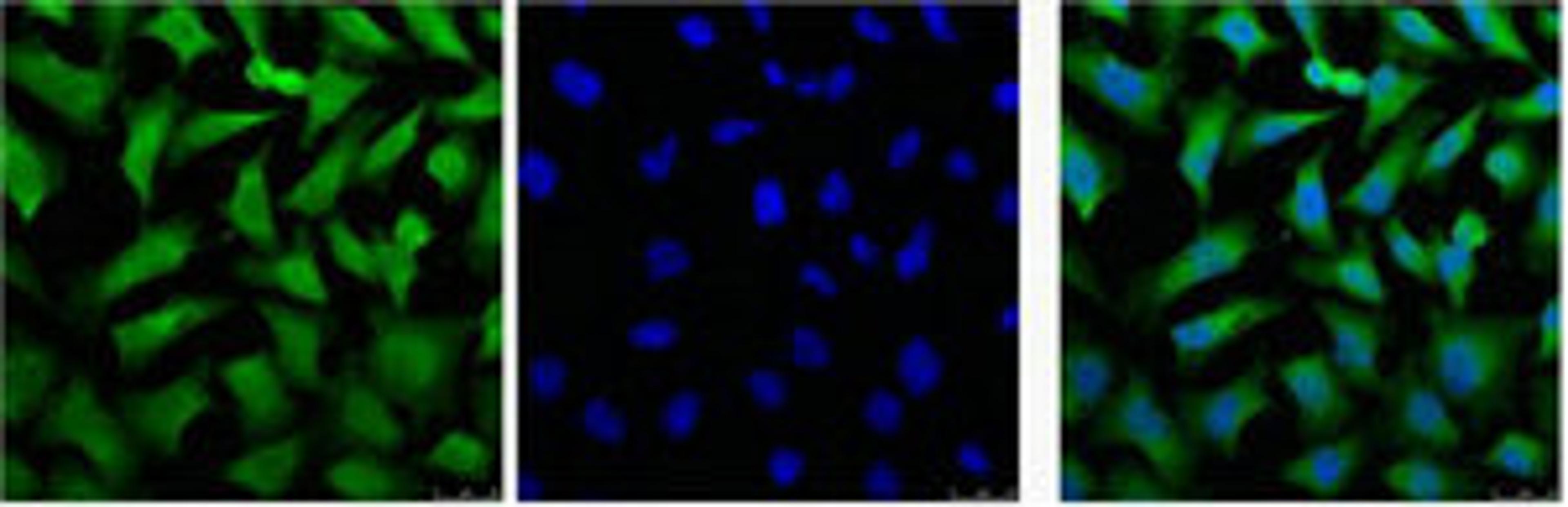 IF analysis of Hela, and DAPI (Right) diluted at 1:100.