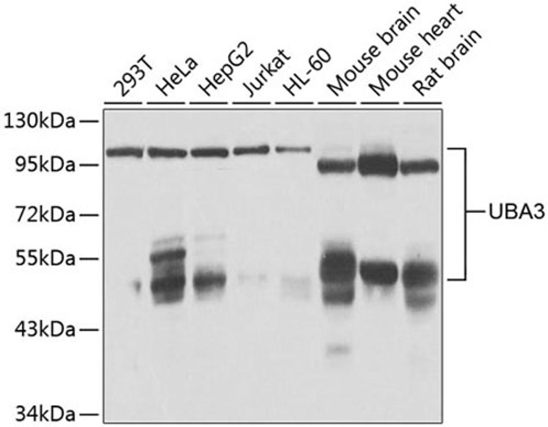 Western blot - UBA3 antibody (A7504)