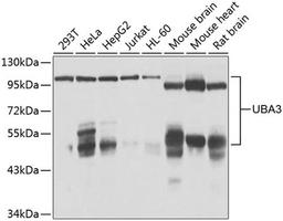 Western blot - UBA3 antibody (A7504)