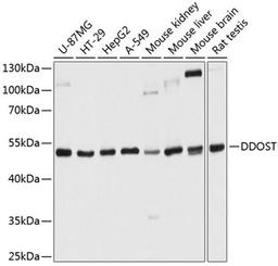 Western blot - DDOST antibody (A9056)