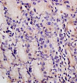 IHC-P of rat colon tissue (PAF antibody at 1:300)