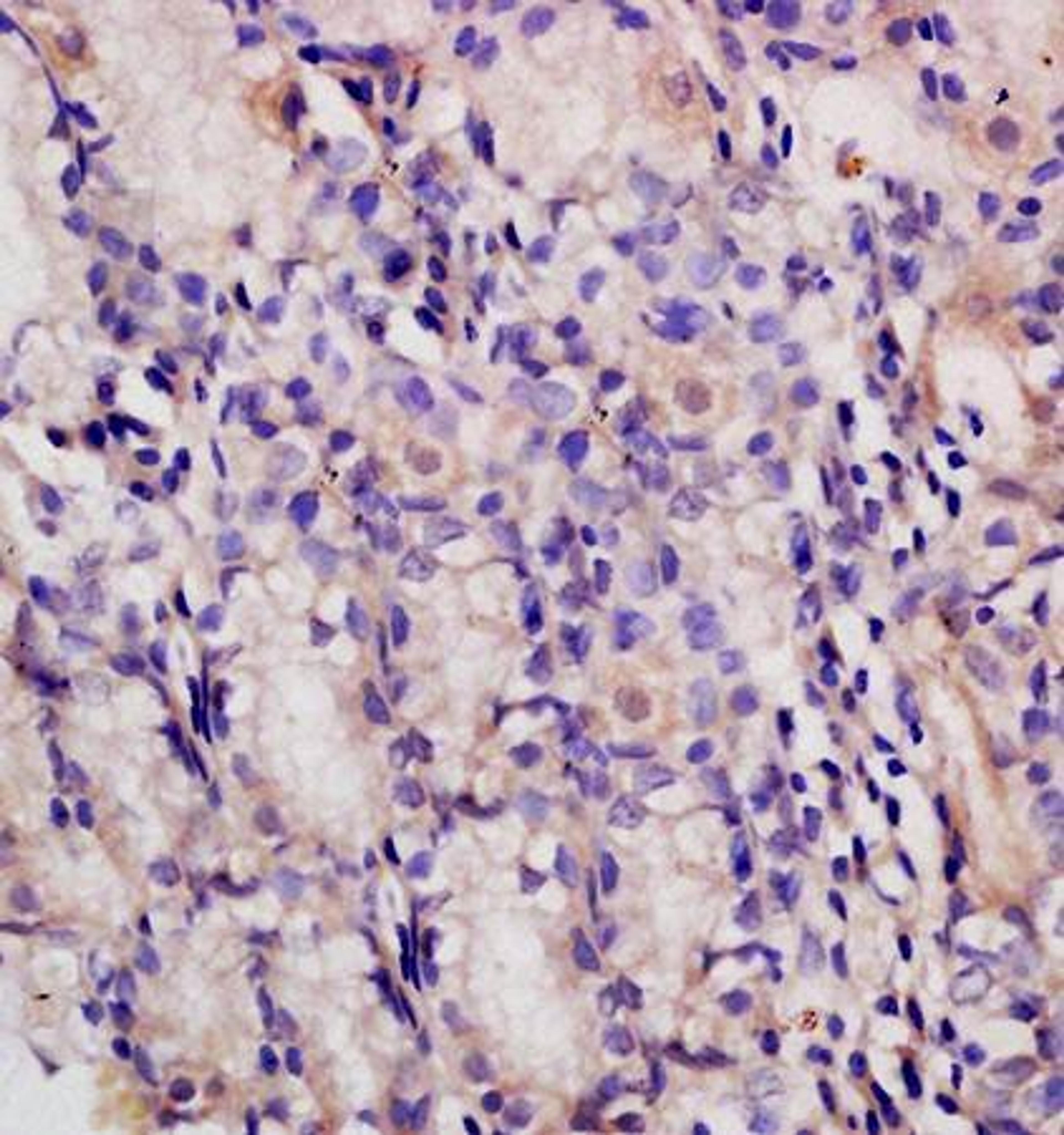 IHC-P of rat colon tissue (PAF antibody at 1:300)