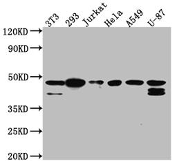 Western Blot. Positive WB detected in: NIH/3T3 whole cell lysate, 293 whole cell lysate, Jurkat whole cell lysate, Hela whole cell lysate, A549 whole cell lysate, U-87 whole cell lysate. All lanes: CKII alpha antibody at 1:1000. Secondary. Goat polyclonal to rabbit IgG at 1/50000 dilution. Predicted band size: 46, 30 kDa. Observed band size: 45 kDa. 
