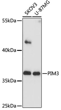 Western blot - PIM3 antibody (A17285)