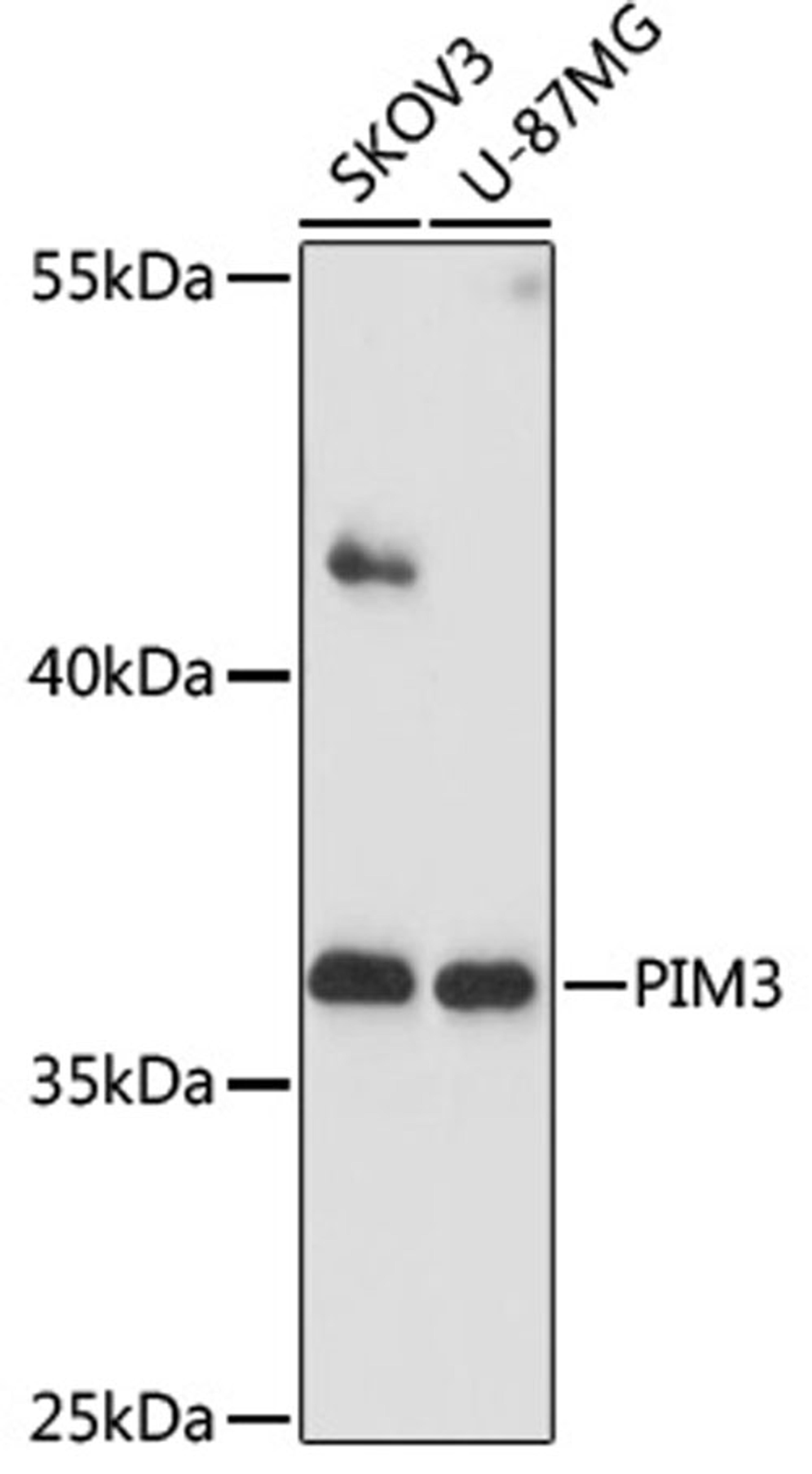 Western blot - PIM3 antibody (A17285)