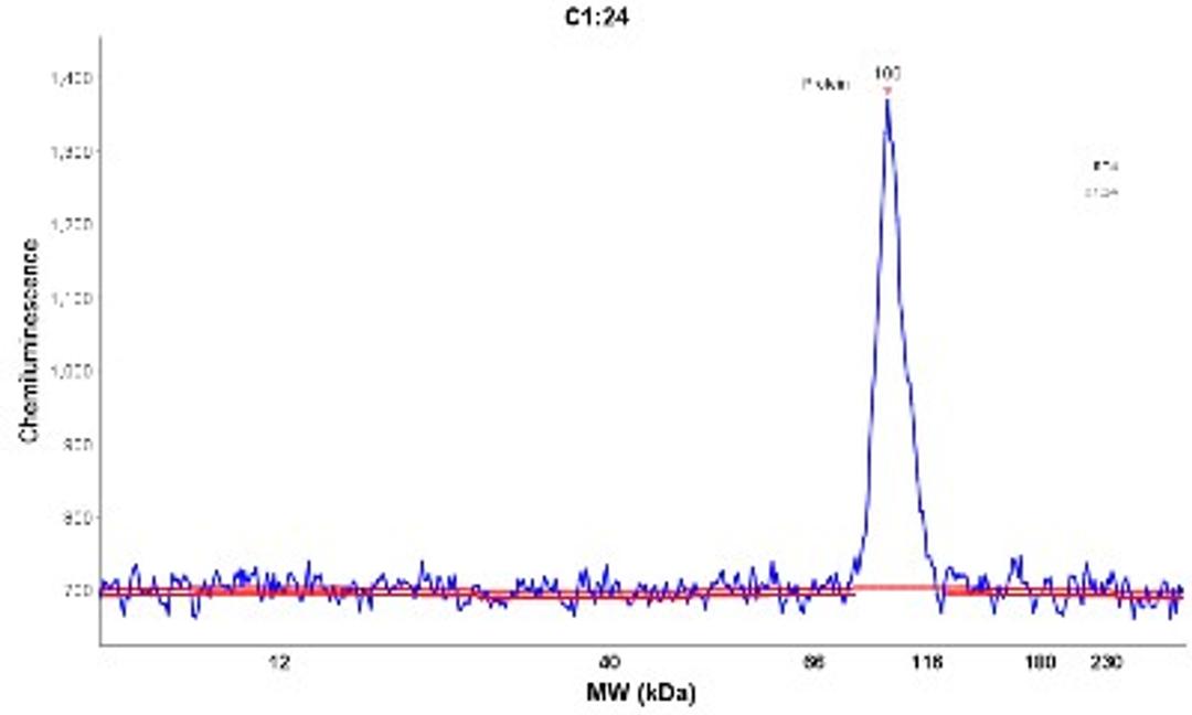 Simple Western: C1orf106 Antibody [NBP1-90424] - Electropherogram image(s) of corresponding Simple Western lane view. C1orf106 antibody was used at 1:60 dilution on RT-4 lysate(s).