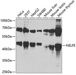 Western blot - NELFE antibody (A3249)
