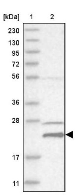 Western Blot: HINT3 Antibody [NBP1-81981] - Lane 1: Marker [kDa] 230, 130, 95, 72, 56, 36, 28, 17, 11<br/>Lane 2: Human cell line RT-4