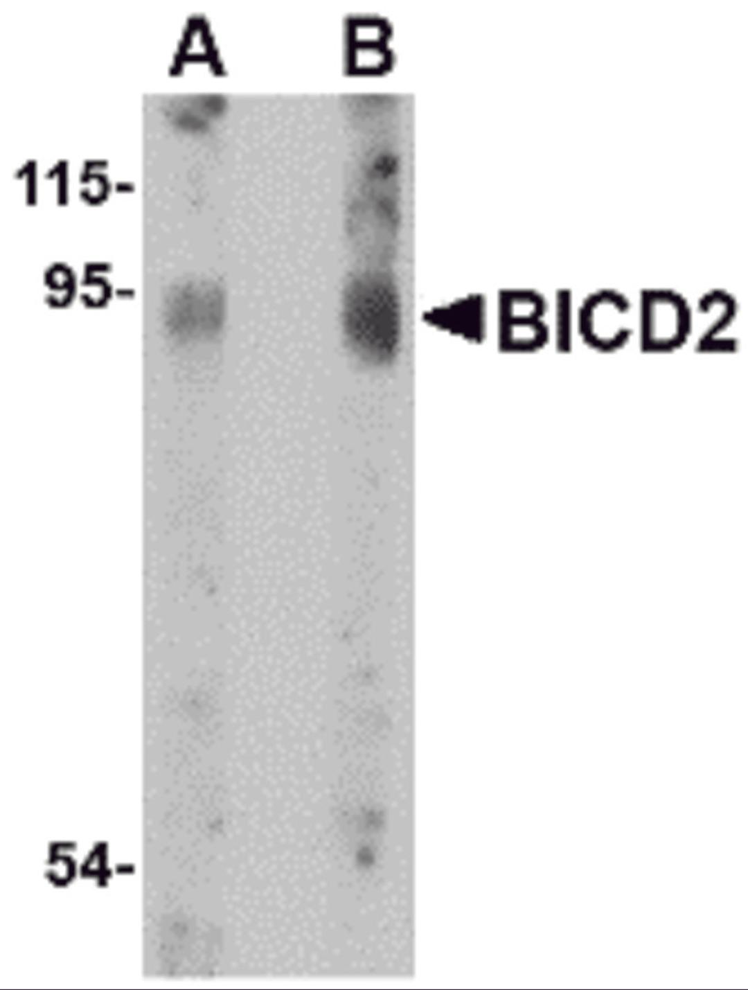 Western blot analysis of BICD2 in A549 cell lysate with BICD2 antibody at (A) 1 and (B) 2 μg/mL.