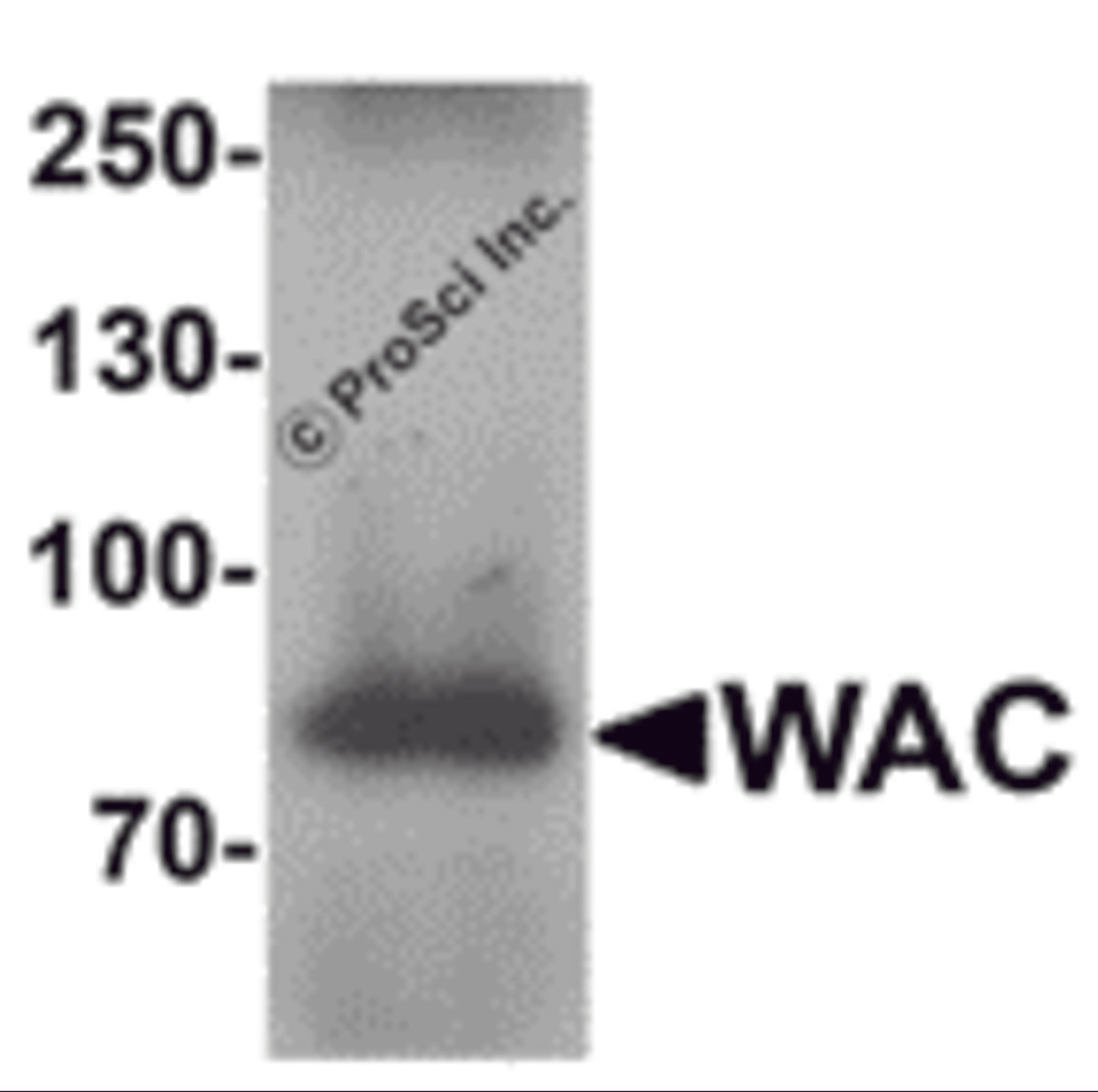 Western blot analysis of WAC in human testis tissue lysate with WAC antibody at 1 μg/mL.