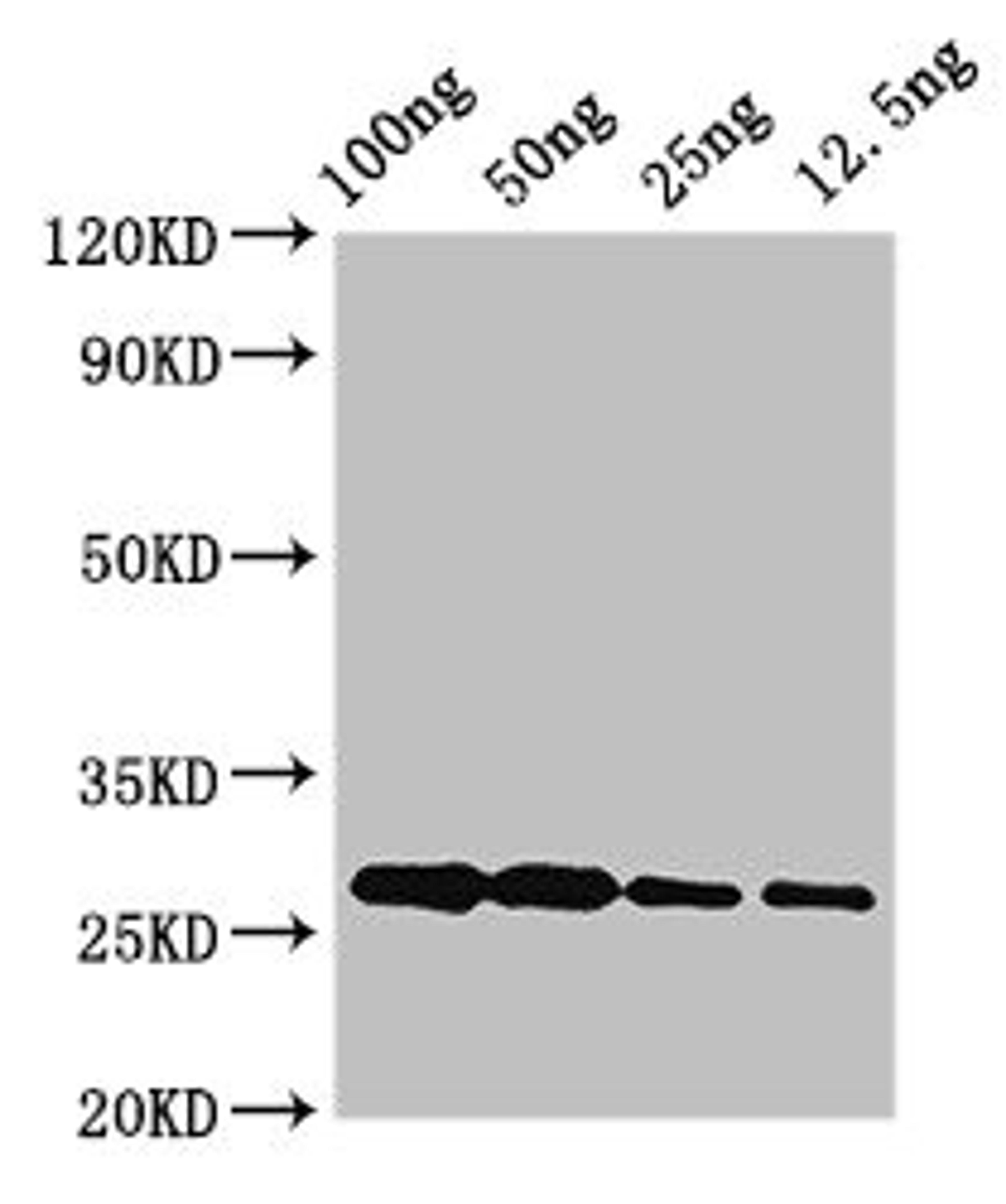 Western Blot. Positive WB detected in Recombinant protein. All lanes: albA antibody at 3.4µg/ml. Secondary. Goat polyclonal to rabbit IgG at 1/50000 dilution. Predicted band size: 27 kDa. Observed band size: 27 kDa