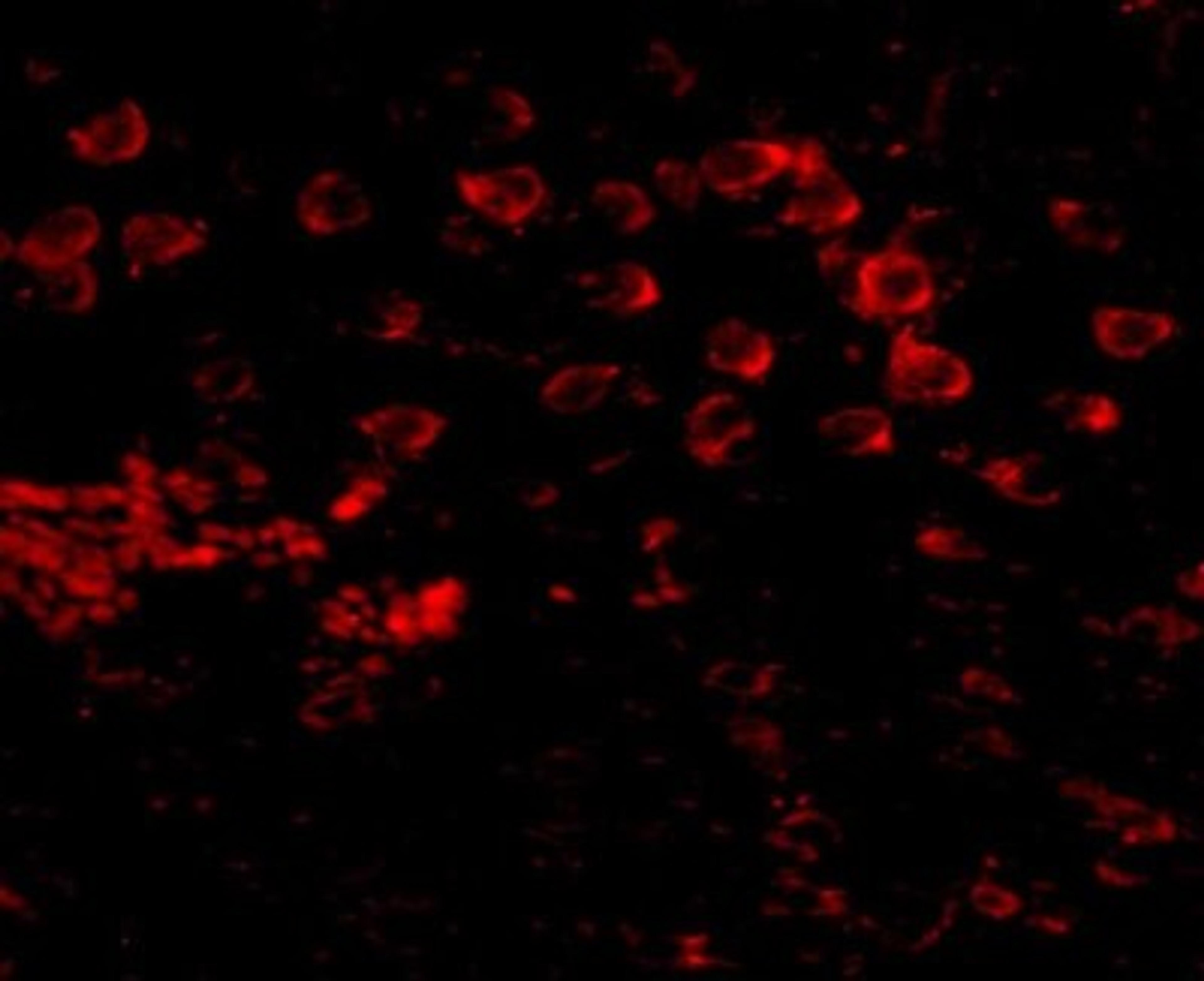 Immunocytochemistry/Immunofluorescence: Matrilin-4 Antibody [NBP1-77012] - Immunofluorescence of MATN4 in mouse brain tissue with MATN4 antibody at 20 ug/mL.