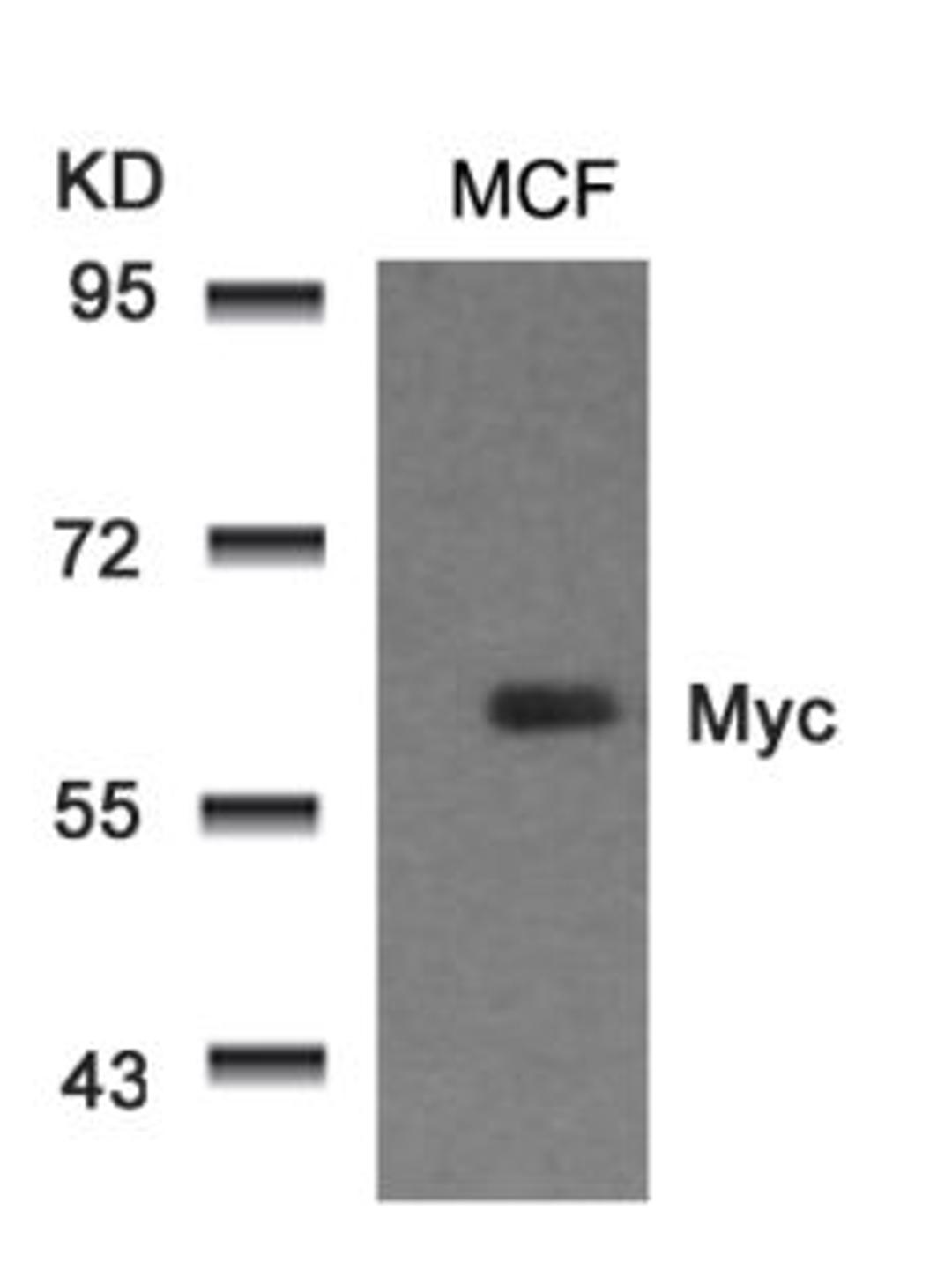 Western blot analysis of lysed extracts from MCF cells using Myc (Ab-58).