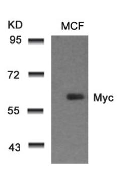 Western blot analysis of lysed extracts from MCF cells using Myc (Ab-58).