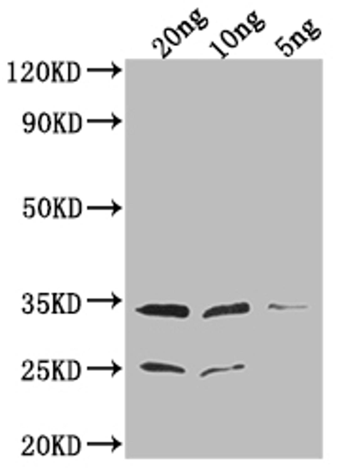 Western Blot. Positive WB detected in Recombinant protein. All lanes: EPTA antibody at 1:2000. Secondary. Goat polyclonal to rabbit IgG at 1/50000 dilution. Predicted band size: 34.1 kDa. Observed band size: 34 kDa. 
