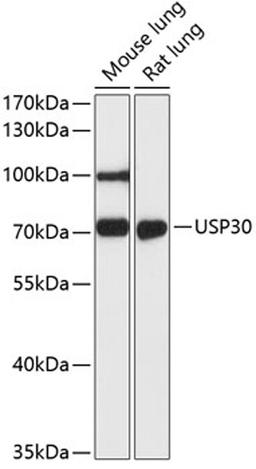 Western blot - USP30 antibody (A12862)