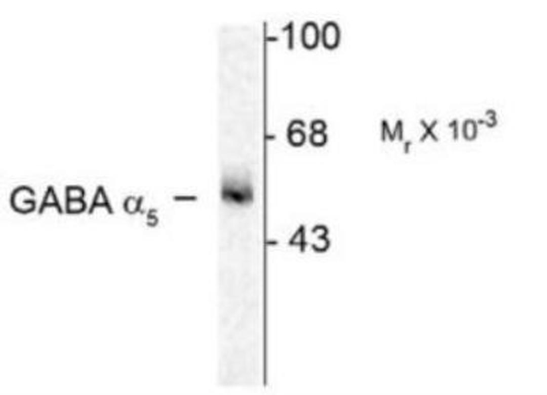 Western Blot: GABA A Receptor alpha 5 Antibody [NB300-195] - Western blot of 7 ug of rat hippocampus (Hipp) showing specific immunolabeling of the ~55k alpha 5-subunit of the GABAA-R.