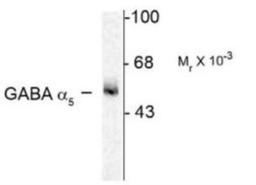 Western Blot: GABA A Receptor alpha 5 Antibody [NB300-195] - Western blot of 7 ug of rat hippocampus (Hipp) showing specific immunolabeling of the ~55k alpha 5-subunit of the GABAA-R.