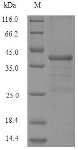 (Tris-Glycine gel) Discontinuous SDS-PAGE (reduced) with 5% enrichment gel and 15% separation gel.