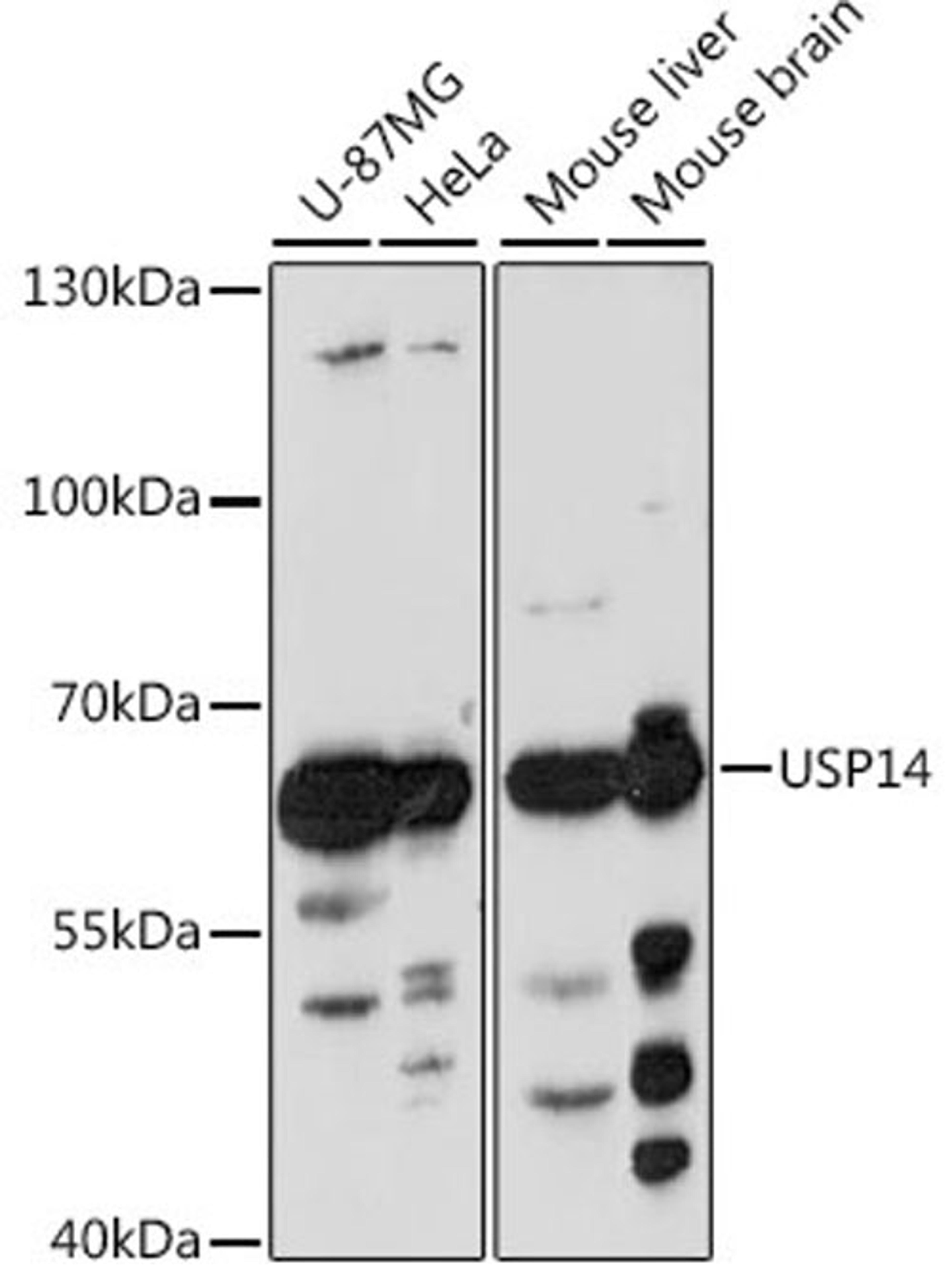 Western blot - USP14 antibody (A16643)