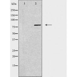 Western blot analysis of 3T3 cells and LOVO cells using USP44 antibody