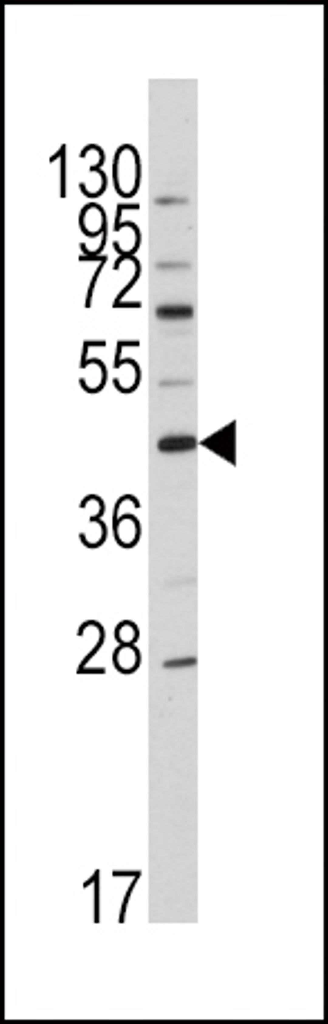 Western blot analysis of anti-APOA5 Antibody in HL60 cell line lysates (35ug/lane).