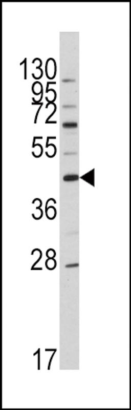 Western blot analysis of anti-APOA5 Antibody in HL60 cell line lysates (35ug/lane).