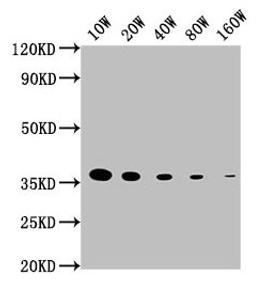 Western Blot. Positive WB detected in: 15ug hela whole cell lysate.  GAPDH antibody at 1:100000, 1:200000, 1:400000, 1:800000, 1:1600000. Secondary. Goat polyclonal to mouse IgG at 1/50000 dilution. Predicted band size: 36 KDa. Observed band size: 36 KDa. Exposure time: 5min. 