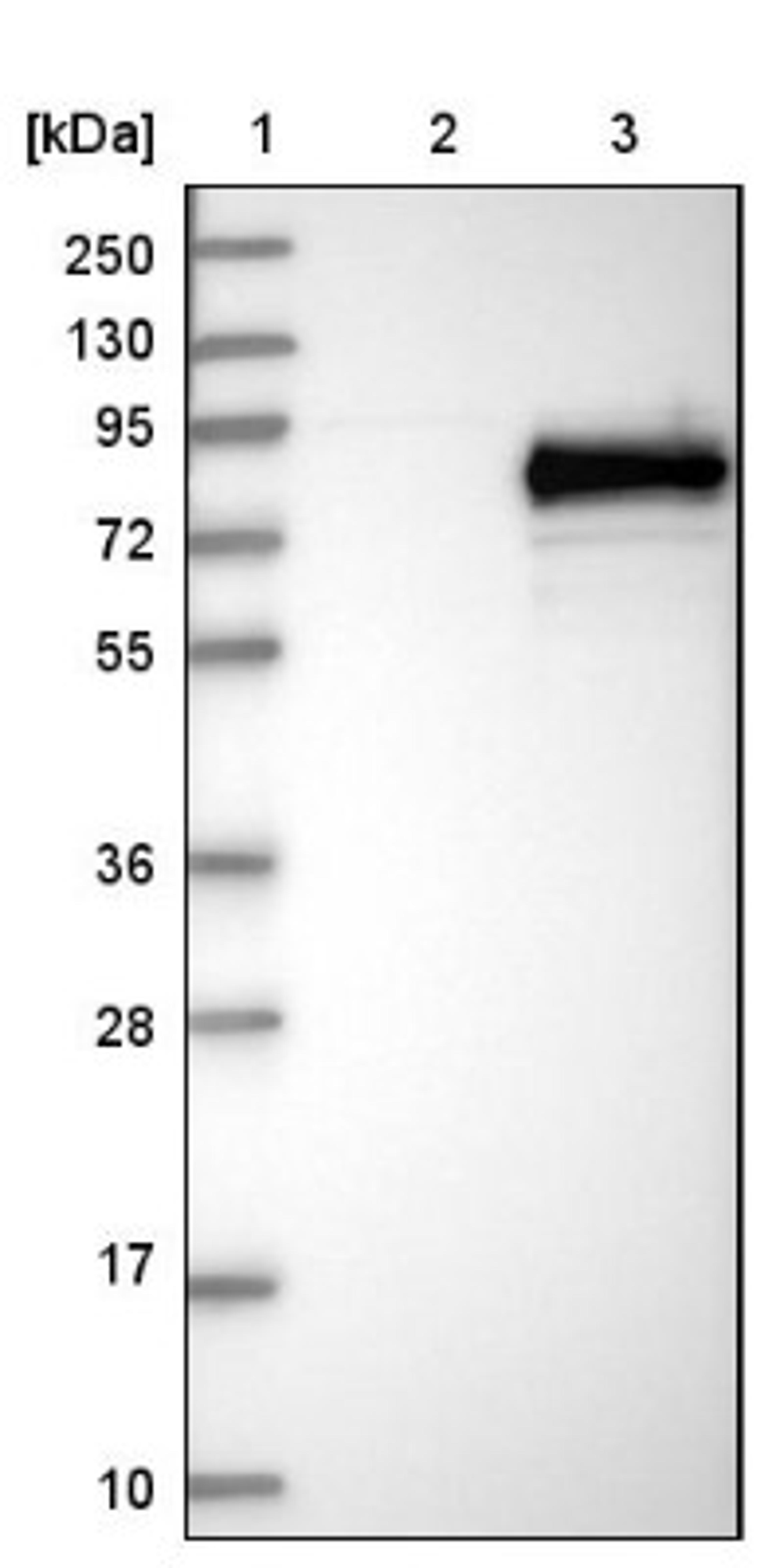 Western Blot: GALNT6 Antibody [NBP1-86100] - Lane 1: Marker [kDa] 250, 130, 95, 72, 55, 36, 28, 17, 10<br/>Lane 2: Negative control (vector only transfected HEK293T lysate)<br/>Lane 3: Over-expression lysate (Co-expressed with a C-terminal myc-DDK tag (~3.1 kDa) in mammalian HEK293T cells, LY416125)