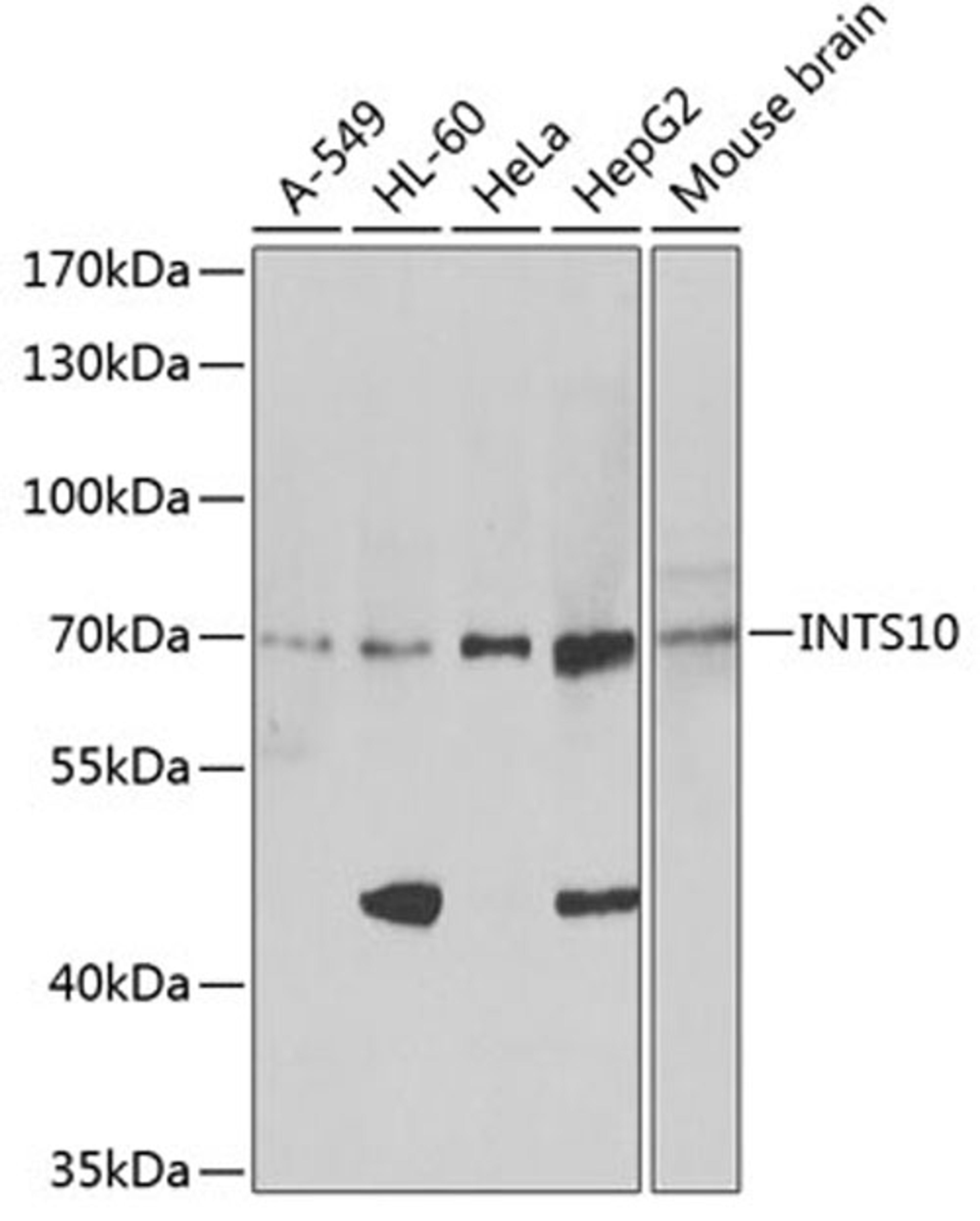 Western blot - INTS10 antibody (A13419)