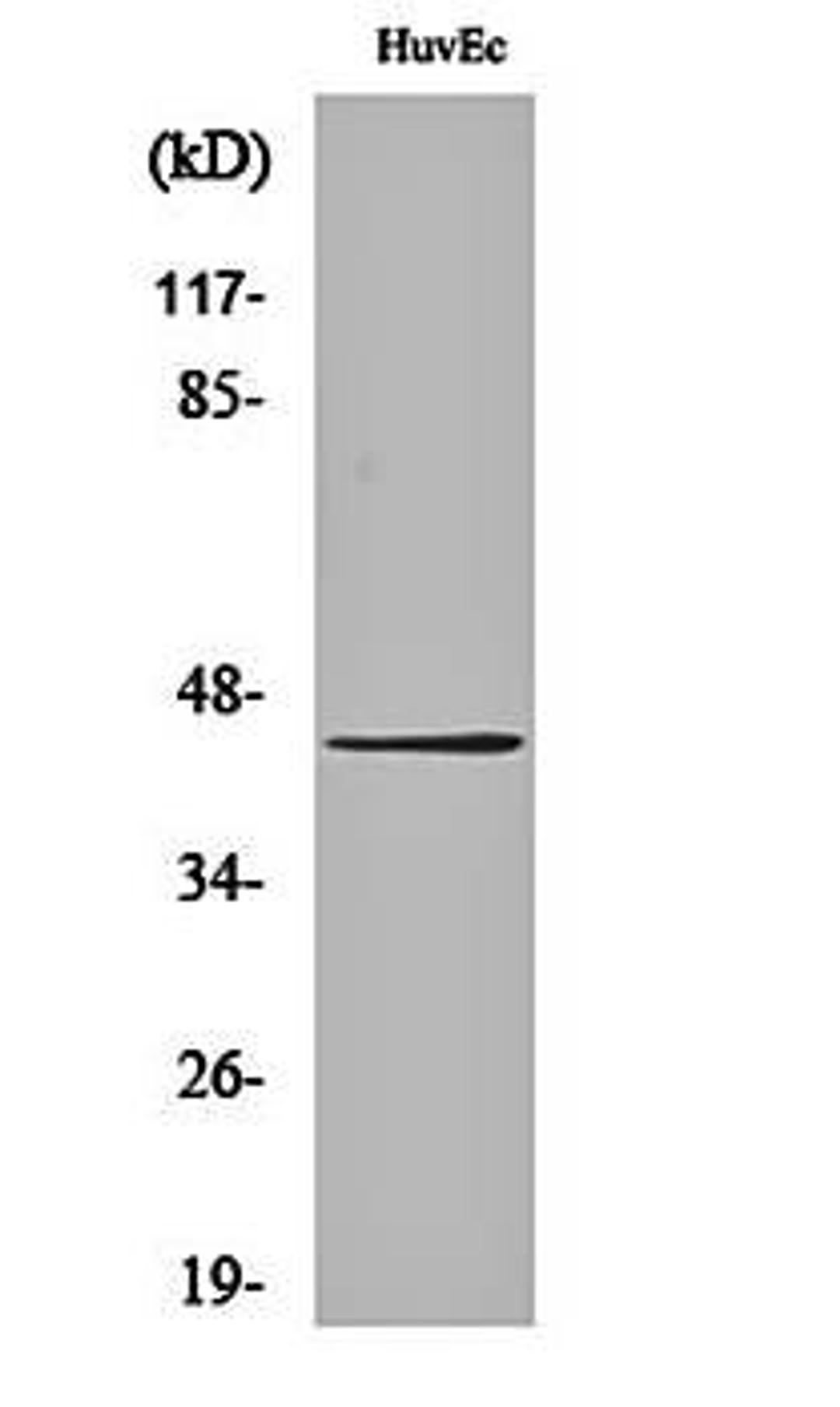 Western blot analysis of HuvEc cell lysates using Connexin 43 (phospho-S368) antibody