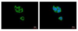 Immunocytochemistry/Immunofluorescence: GCDH Antibody [NBP2-16622] - HepG2 cells were fixed in -20C 100% MeOH for 5 min. Green: GCDH protein stained by GCDH antibody diluted at 1:500. Blue: Hoechst 33343 staining.