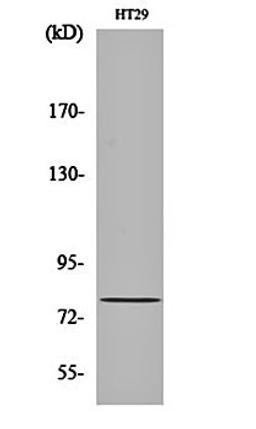 Western blot analysis of HT29 cell lysates using CBP80 antibody