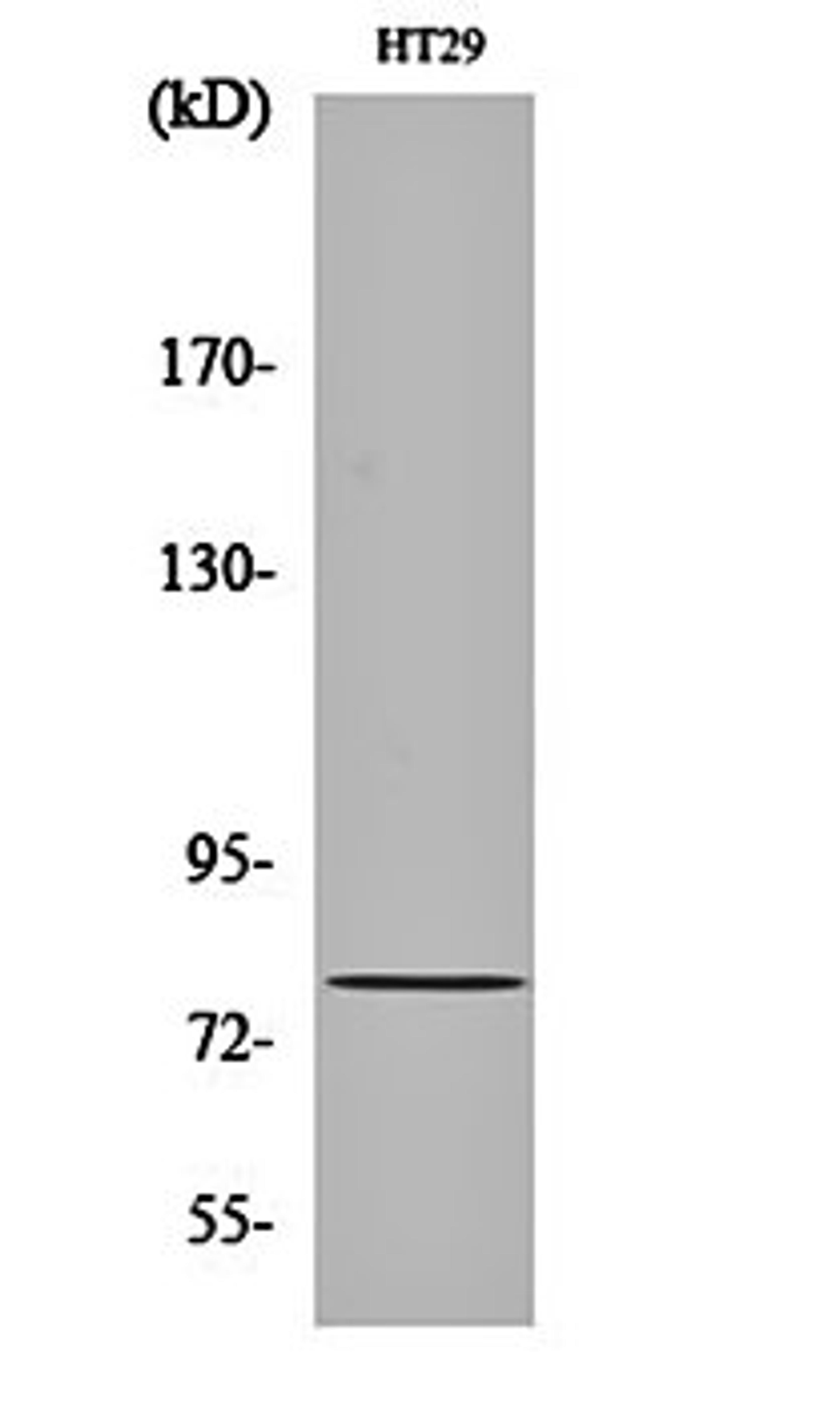 Western blot analysis of HT29 cell lysates using CBP80 antibody