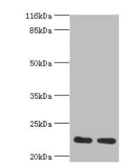Western blot. All lanes: RERG antibody at 2ug/ml. Lane 1: Mouse thymus tissue. Lane 2: Rat lung tissue. Secondary. Goat polyclonal to rabbit at 1/10000 dilution. Predicted band size: 23, 21 kDa. Observed band size: 23 kDa.