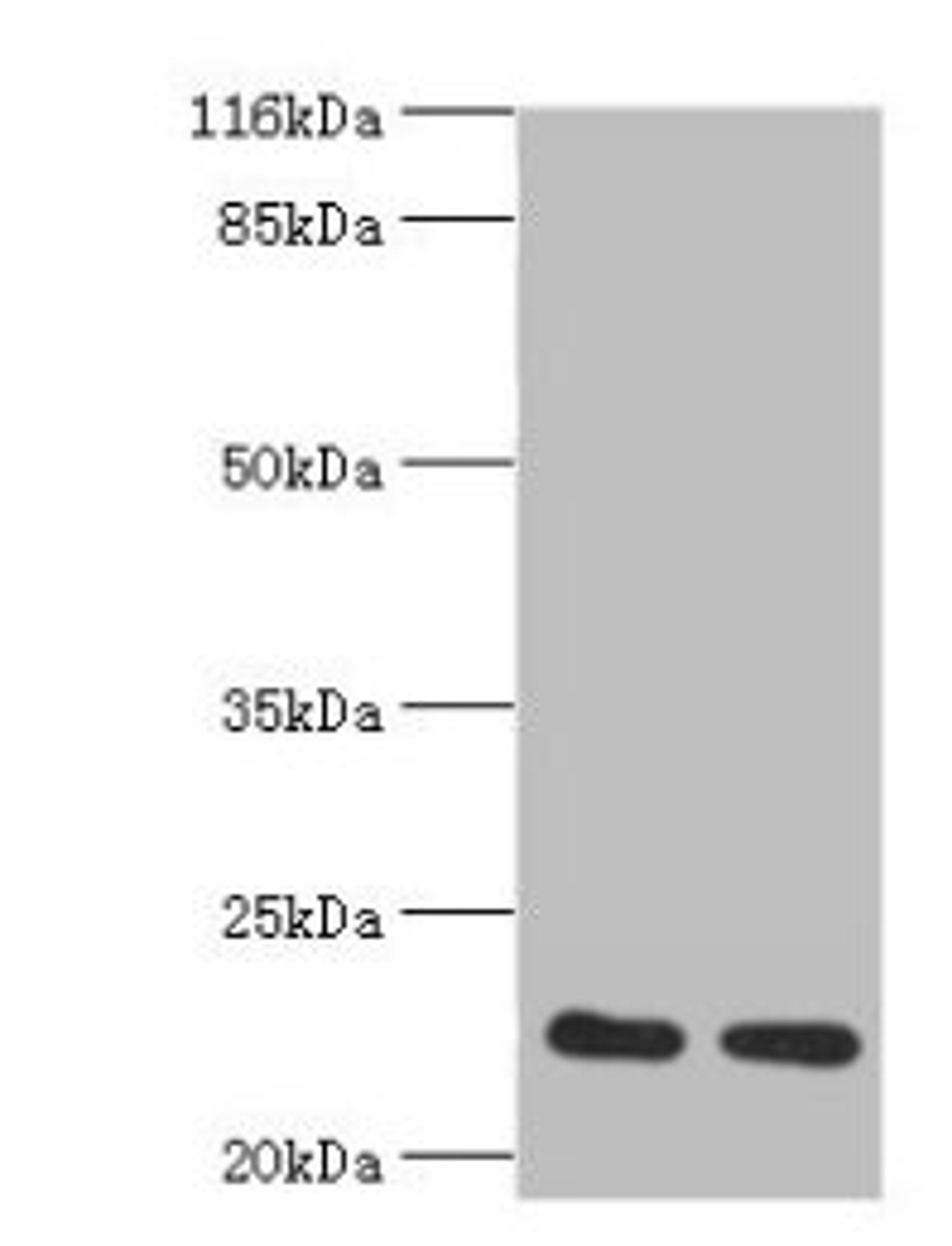 Western blot. All lanes: RERG antibody at 2ug/ml. Lane 1: Mouse thymus tissue. Lane 2: Rat lung tissue. Secondary. Goat polyclonal to rabbit at 1/10000 dilution. Predicted band size: 23, 21 kDa. Observed band size: 23 kDa.