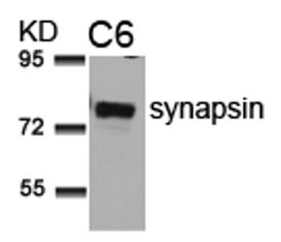 Western blot analysis of lysed extracts from C6 cells using synapsin (Ab-9).