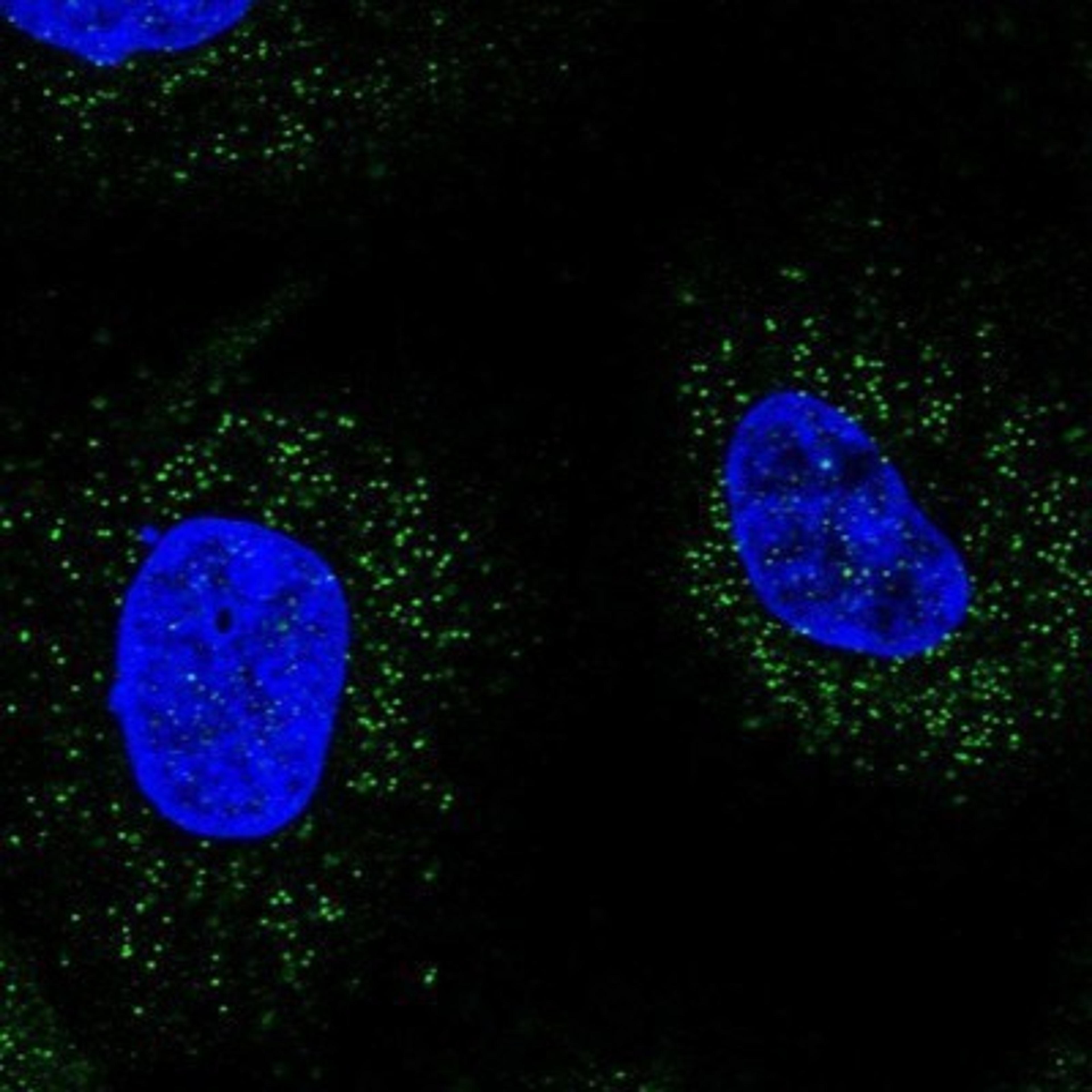 Immunocytochemistry/Immunofluorescence: UAF1/WDR48 Antibody [NBP1-81404] - Staining of human cell line A-431 shows positivity in vesicles.