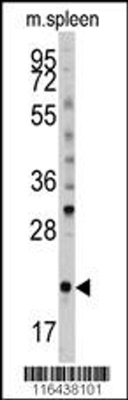 Western blot analysis of (S61) in mouse spleen tissue lysates (35ug/lane)