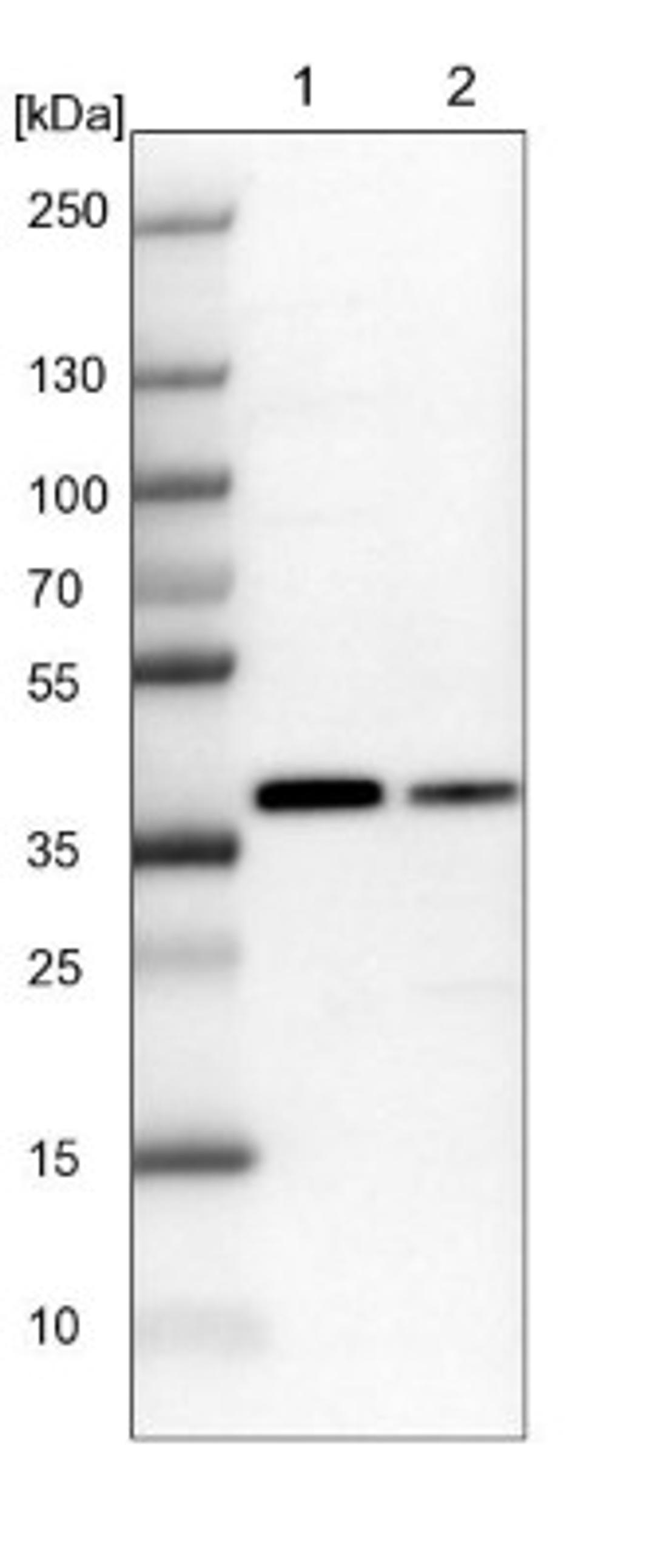 Western Blot: TCEA1 Antibody [NBP1-93707] - Lane 1: NIH-3T3 cell lysate (Mouse embryonic fibroblast cells)<br/>Lane 2: NBT-II cell lysate (Rat Wistar bladder tumour cells)